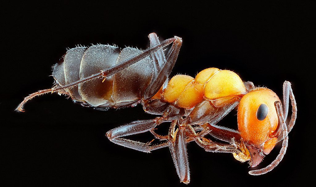 Ant Control service in Dearborn, MI