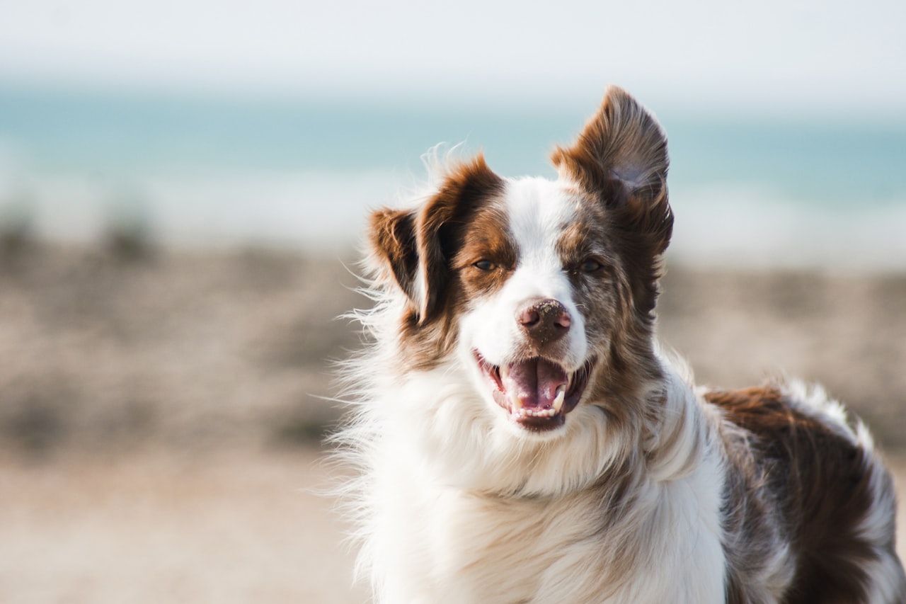 Flea & Tick Control service in Dearborn, MI