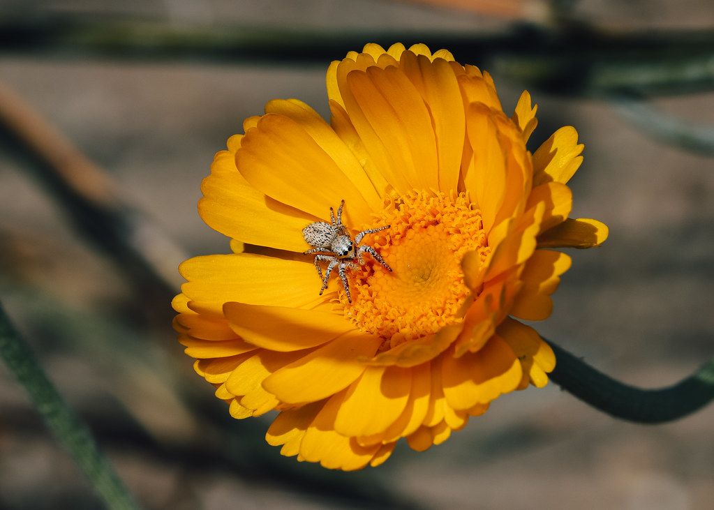 Spider Control service in Dearborn, MI